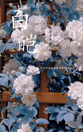 《白皑蔷薇》